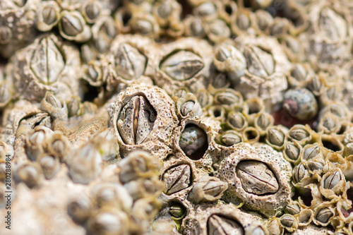 Foto Closeup of Acorn barnacles (Semibalanus balanoides)next to a rockpool on the bea