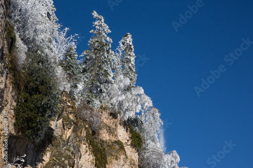 tree in winter