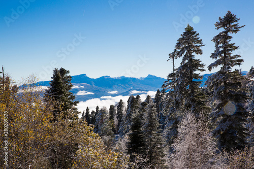 Beautiful forest in mountains 