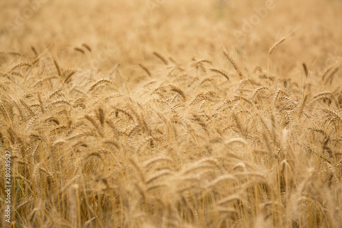 golden wheat field