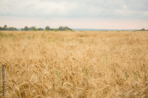 golden wheat field