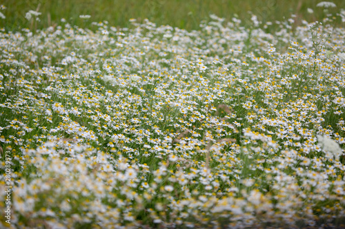 field of white flowers
