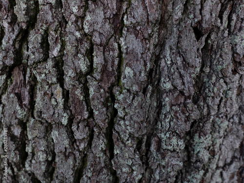 Tree Bark Texture