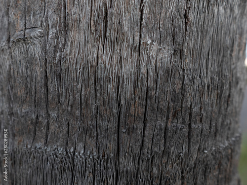 Tree Bark Texture 5