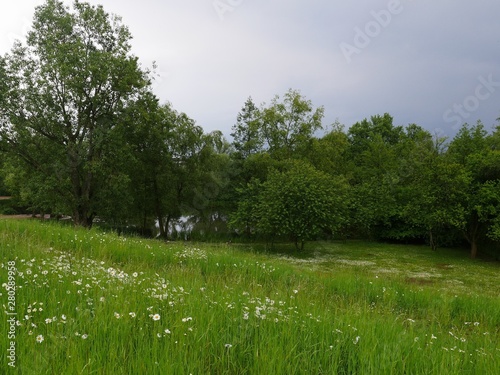 in the foreground a meadow with flowering daisies, in the background a small pond, on the banks dense vegetation with large trees with dense foliage. The landscape has many different shades of green