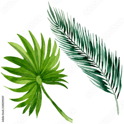 Palm beach tree leaves jungle botanical. Watercolor background illustration set. Isolated leaves illustration element.