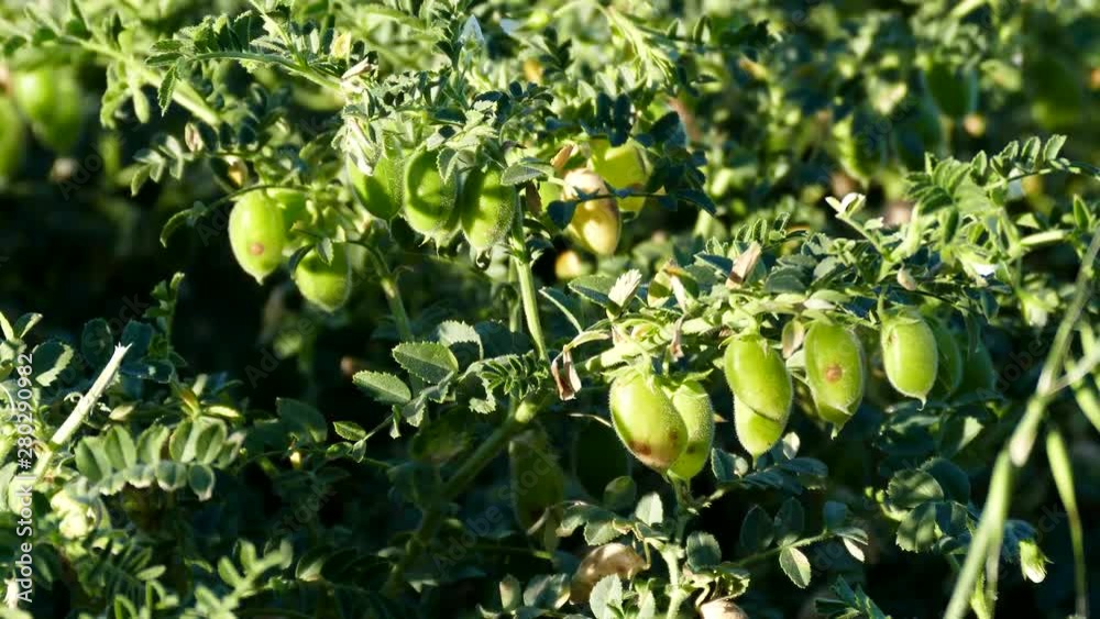 chickpea field, chickpea rust disease, chickpea fungal disease, green chickpea plant,