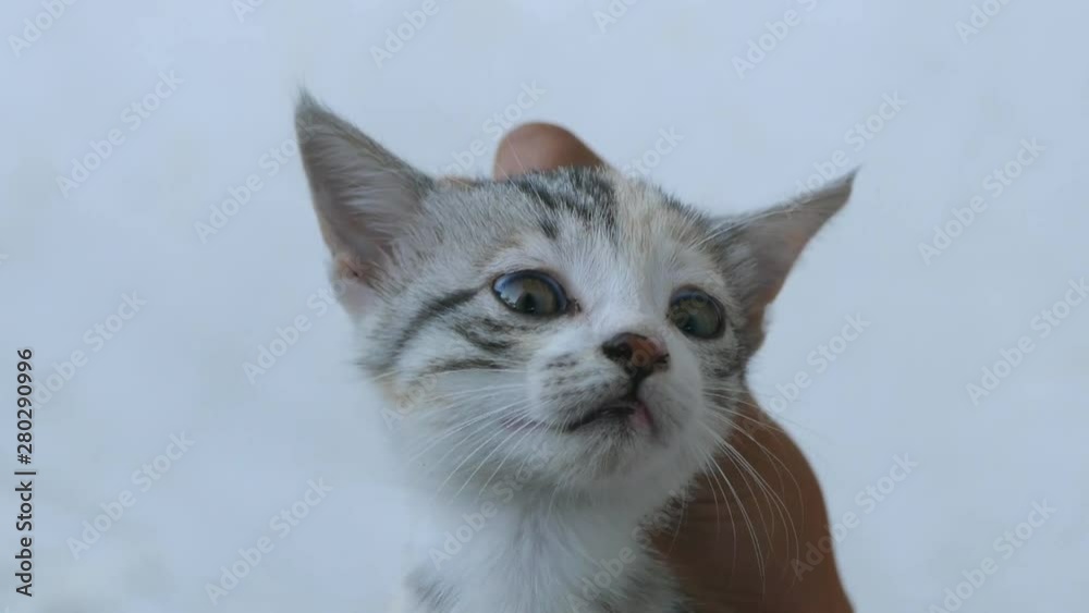a person who torments the cat, holding the cat by the head, a person who torments the cat, holding the cat by the head,