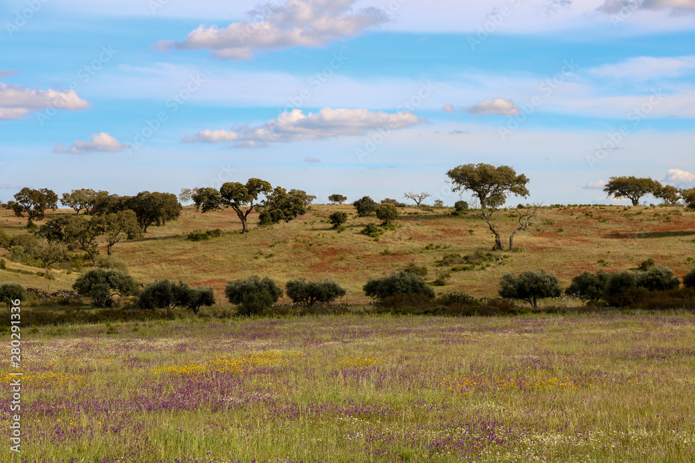 campo de flores selvagens 