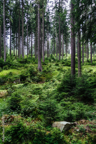 On the trail in Giant Mountains  Karkonosze   Polish - Czech Republic border. European Union. 