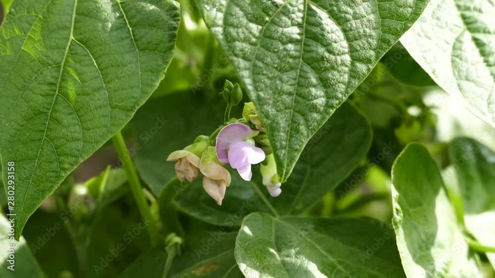 natural green bean plants were flowering in the garden. natural green bean plants were flowering in the garden.
