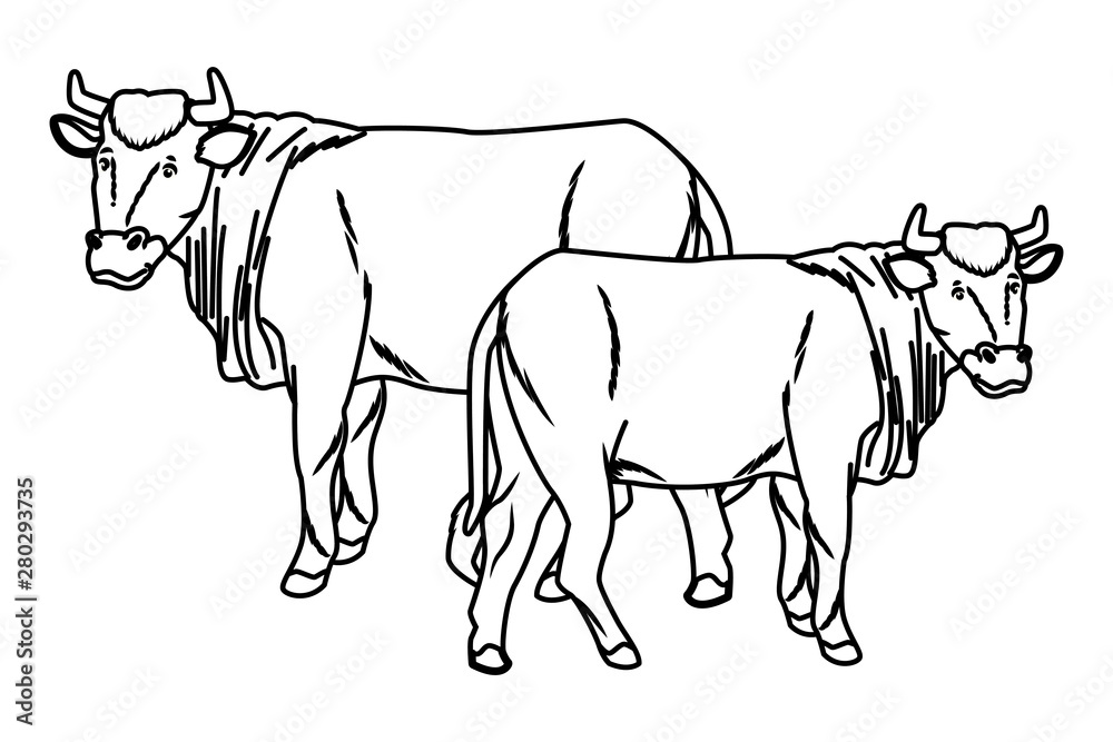 Two cows animals cartoons isolated in black and white Two cows animals cartoons isolated in black and white