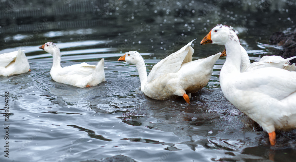 White domestic geese swimming in the lake. Group of geese heading to the water of a lake White domestic geese swimming in the lake. Group of geese heading to the water of a lake