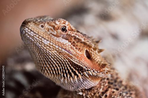 half portrait of a female bearded dragon  Bartagame   macro color picture