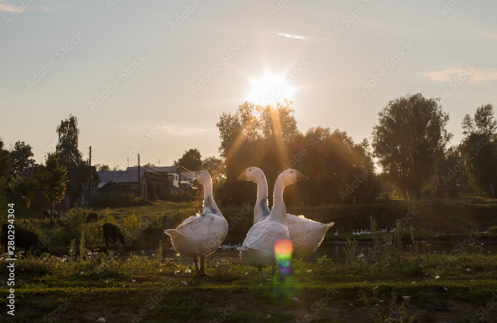 Domestic geese in a meadow in the countryside in the sunset