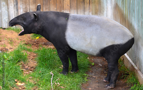 Animal Asia Asian Burma Cambodia Endangered Endemic Fauna Hoofed Indicus Indonesia Jungle Laos Life Malay Malayan Malaysia Malaysian Mammal Mammalia Myanmar Natural Nature Odd Stock Photo Adobe Stock