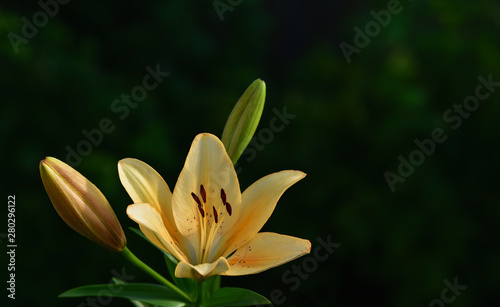 A yellow lily flowers in front of green background