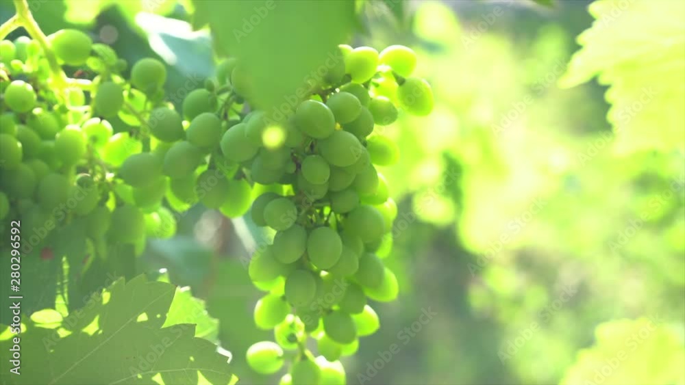 Green organic seedless grapes in the backlight of the morning sun gardening harvesting wine production concept Green organic seedless grapes in the backlight of the morning sun gardening harvesting wine production concept