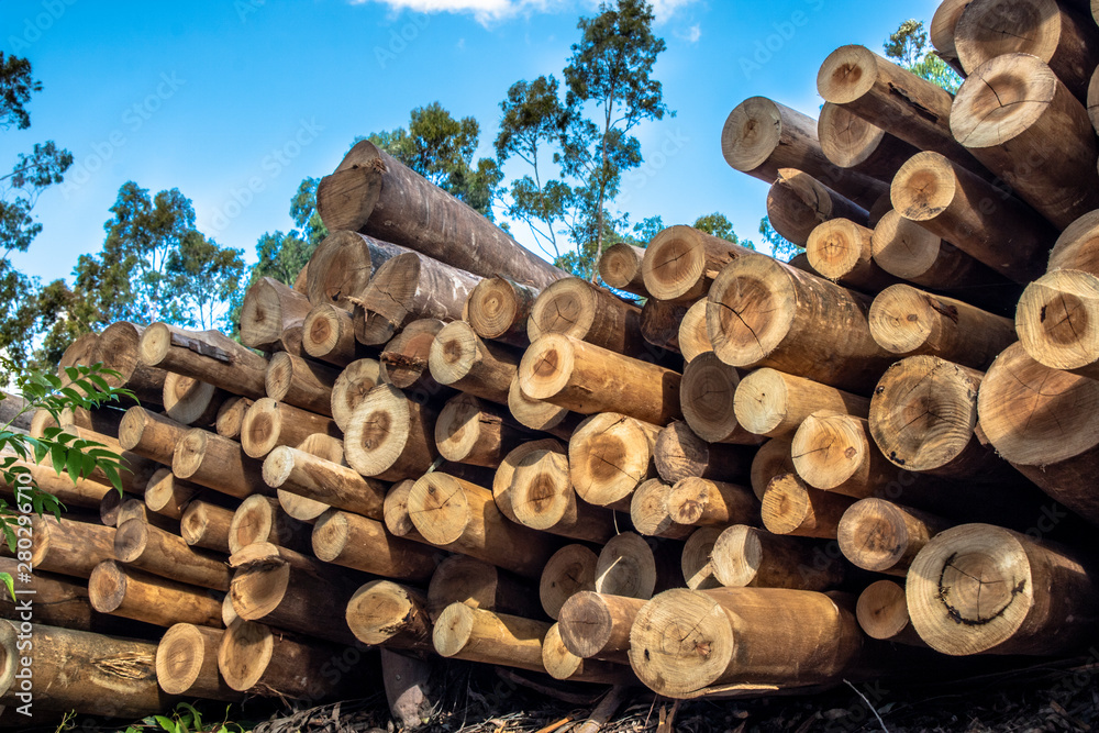 Plantation Eucalyptus trees being harvested for wood chipping Plantation Eucalyptus trees being harvested for wood chipping