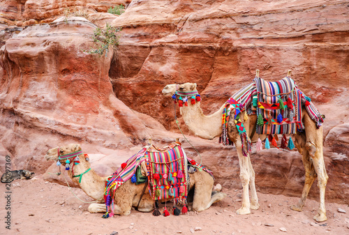 Two camels taking a break in Petra, Jordan.  © julie