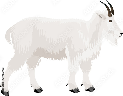 vector mountain goat