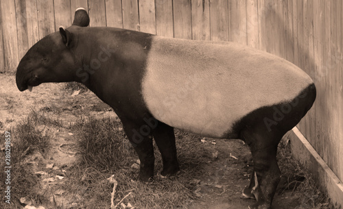 Bison are large, even-toed ungulates in the genus Bison within the subfamily Bovinae. photo