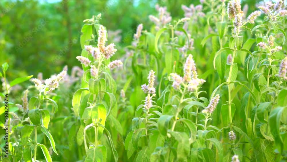 Summer Garden Scene Relaxing Video. Beautiful mint flowers meadow in summer. Sun shining forest landscape summer travel national park. Green Grass Summer Day. Summer Garden Scene Relaxing Video. Beautiful mint flowers meadow in summer. Sun shining forest landscape summer travel national park. Green Grass Summer Day.