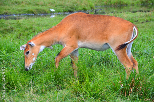 Bison are large, even-toed ungulates in the genus Bison within the subfamily Bovinae. photo