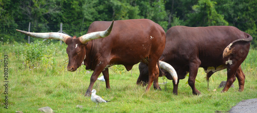 Ankole-Watusi is a modern American breed of domestic cattle. It derives from the Ankole group of Sanga cattle breeds of central Africa. It is characterized by very large horns. photo