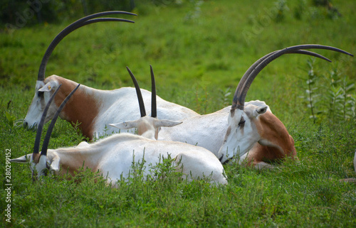 Scimitar oryx or scimitar-horned oryx or Sahara oryx, is a species of Oryx once widespread across North Africa which went extinct in the wild in 2000. photo