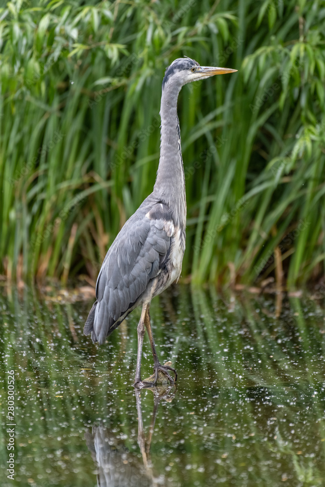Grey heron (Ardea cinerea)