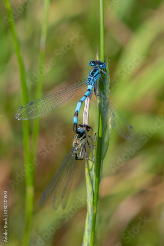 Common Blue Damselfly (Enallagma cyathigerum) in mating