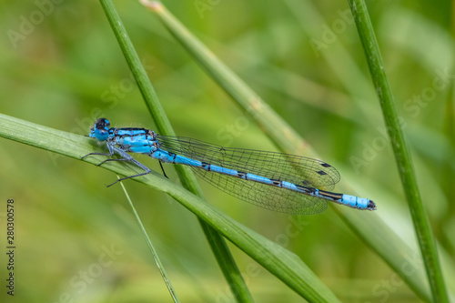 Common Blue Damselfly (Enallagma cyathigerum)