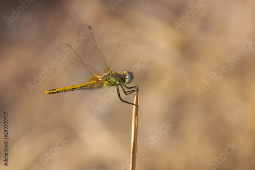 Dragonfly on a neutral background of golden color