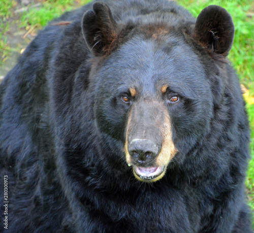 The American black bear (Ursus americanus) is a medium-sized bear native to North America. photo