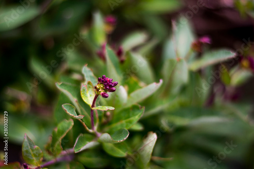 Macro flower