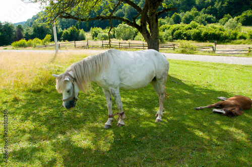 white mare with chestnut foliage in the mountains of a beautiful sunny day © mikhailgrytsiv