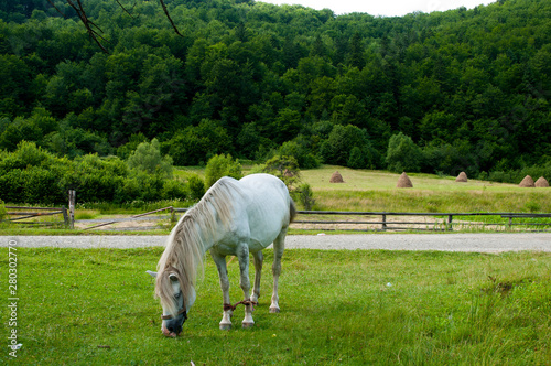 white mare with chestnut foliage in the mountains of a beautiful sunny day