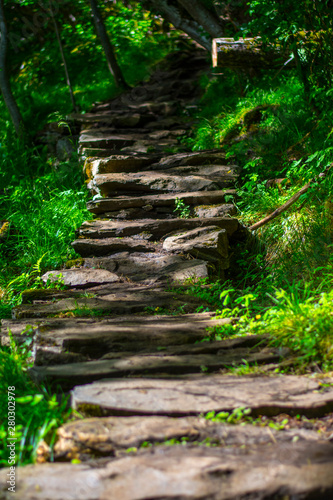 Forest hiking