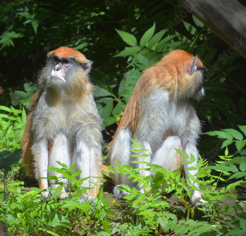 Canvas Print The patas monkey (Erythrocebus patas), also known as the wadi monkey or hussar monkey, is a ground-dwelling monkey distributed over semi-arid areas of West Africa, and into East Africa