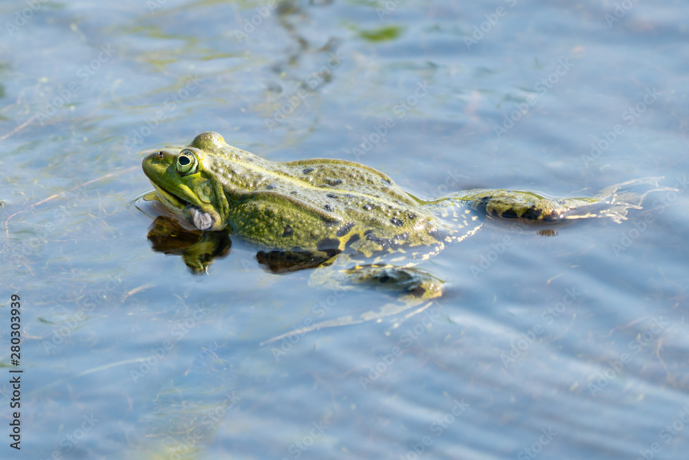 Swimming green frog