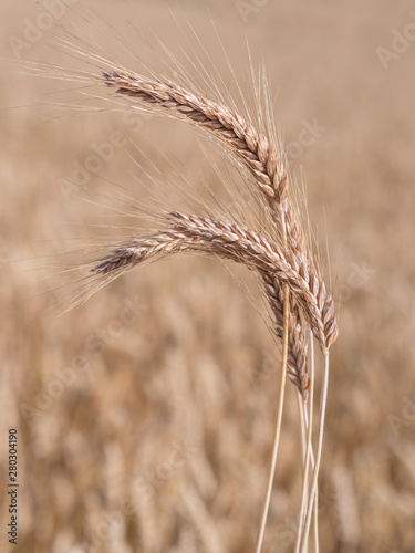 Golden wheat field ready to harvest