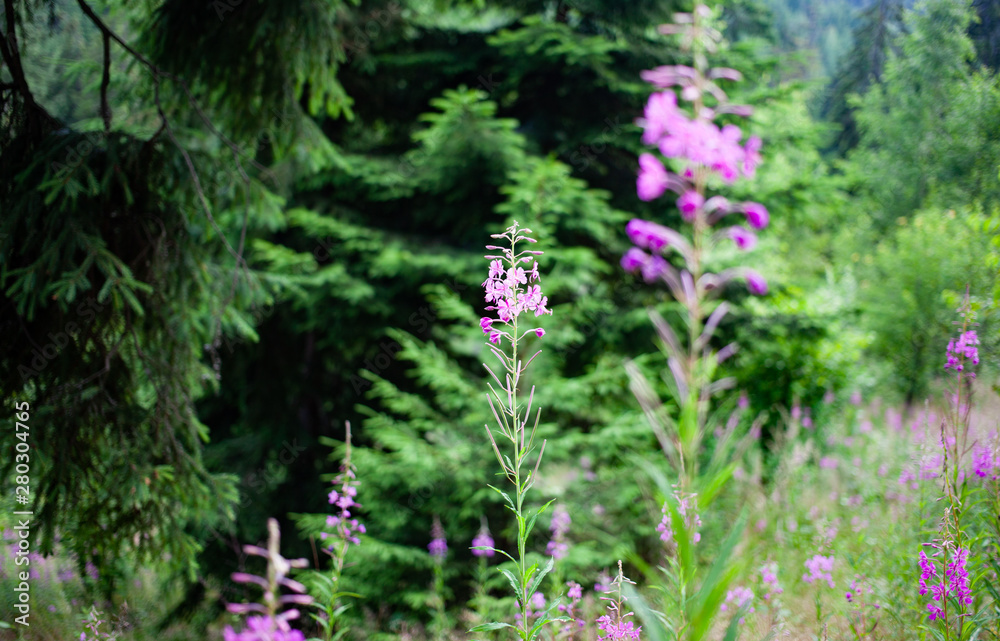 Obraz premium summer forest scene with purple flowers and green firs