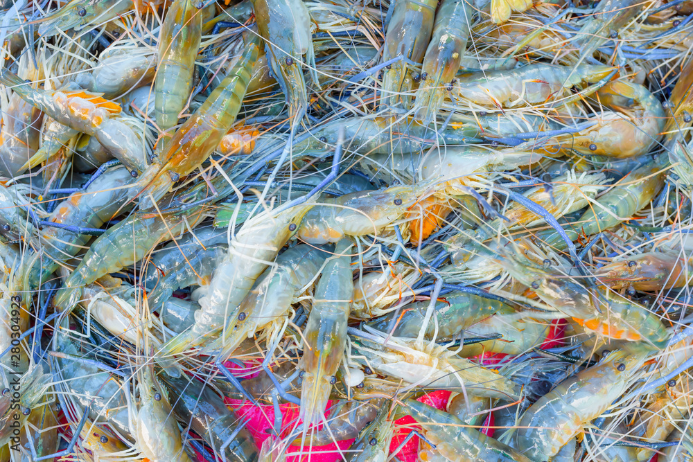 Shrimp fresh at street food market in thailand Shrimp fresh at street food market in thailand