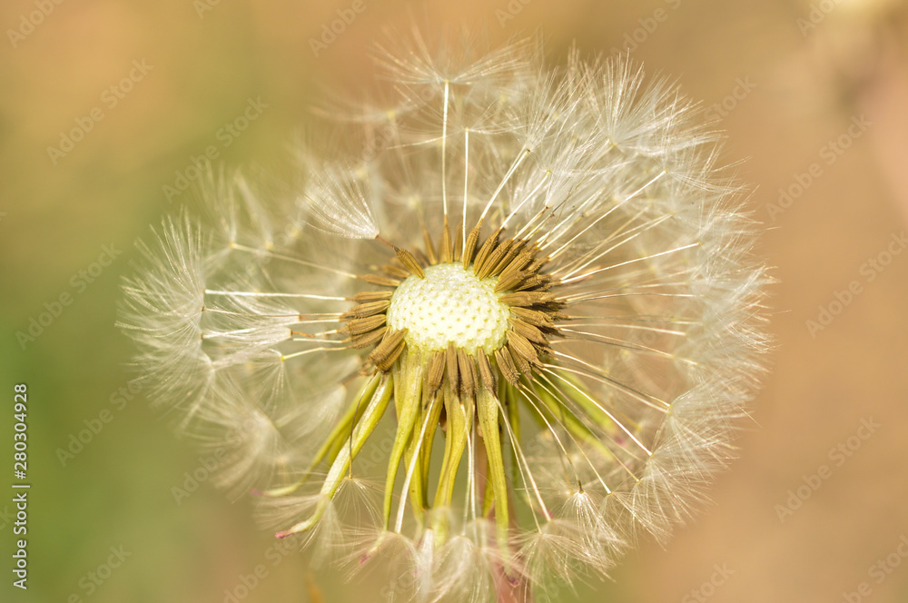 Bloomed dandelion in nature grows from green grass.Old dandelion closeup.Plant Bloomed dandelion in nature grows from green grass.Old dandelion closeup.Plant