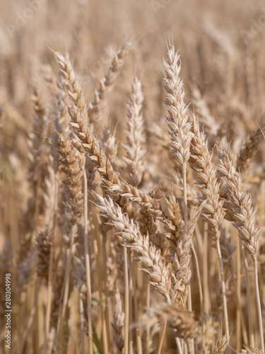 Golden wheat field ready to harvest