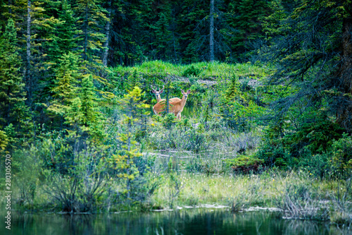 Fototapeta Naklejka Na Ścianę i Meble -  two deers hiding in meadows