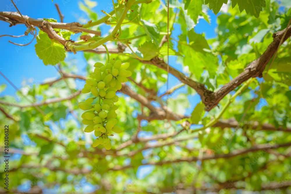 grapes with green leaves on the vine. fresh fruits