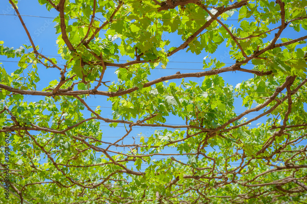 Fototapeta premium grapes with green leaves on the vine
