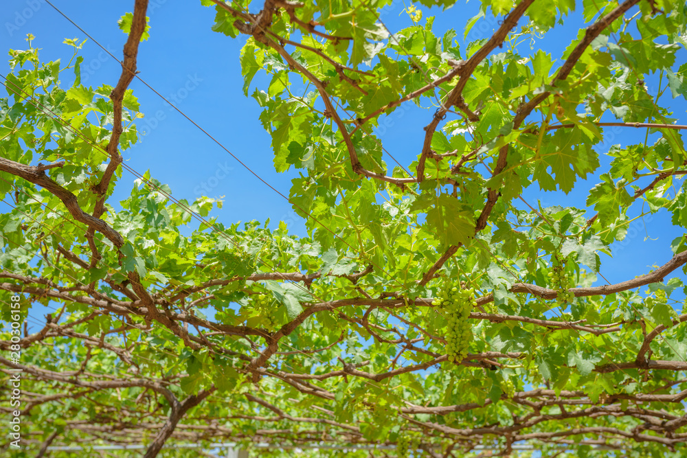 grapes with green leaves on the vine grapes with green leaves on the vine